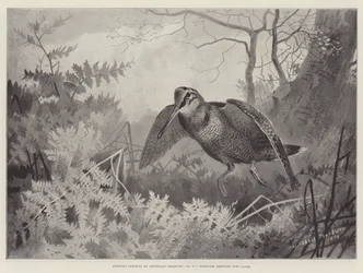 Temas deportivos, Becada cayendo en la cobertura